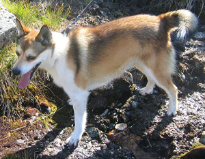 Hunderasse Norwegischer Lundehund