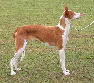 Hunderasse Podenco Ibicenco