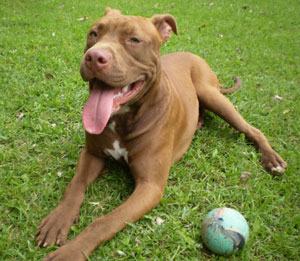 Hunderasse American Pit Bull Terrier (Pitbull)