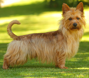 Hunderasse Australian Terrier