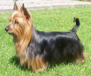 Hunderasse Australian Silky Terrier