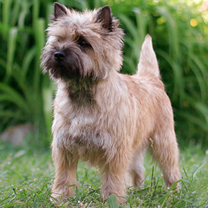 Hunderasse Cairn Terrier