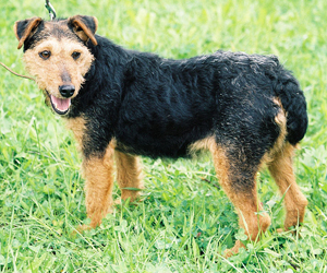 Hunderasse Deutscher Jagdterrier