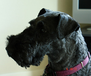 Hunderasse Kerry Blue Terrier