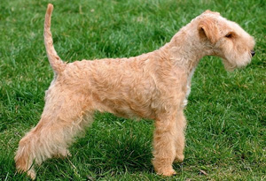 Hunderasse Lakeland Terrier