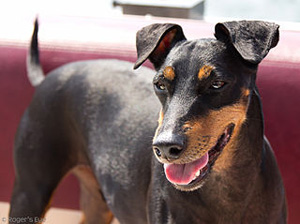 Hunderasse Manchester Terrier