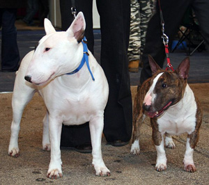 Hunderasse Miniature Bullterrier