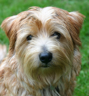 Hunderasse Norfolk Terrier