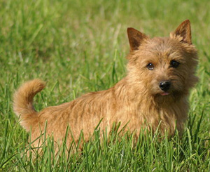 Hunderasse Norwich Terrier
