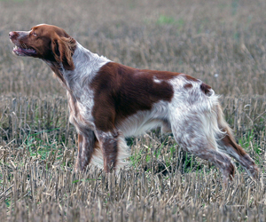 Hunderasse Bretonischer Spaniel (Epagneul Breton)