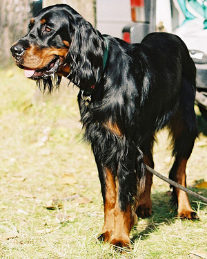 Hunderasse Gordon Setter