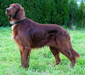 Hunderasse Irish Red Setter