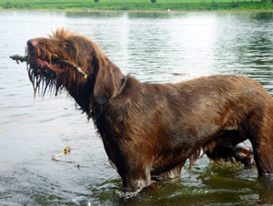 Hunderasse Pudelpointer