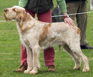 Hunderasse Spinone Italiano (Italienischer Rauhaariger Vorstehhund)