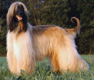 Hunderasse Afghanischer Windhund (Afghane)