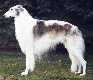 Hunderasse Barsoi
