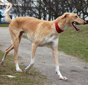 Hunderasse Chart Polski (Polnischer Windhund)