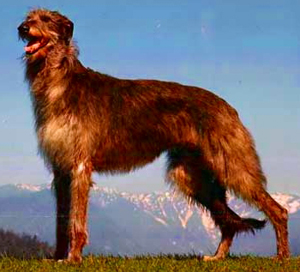 Hunderasse Deerhound (Schottischer Hirschhund)