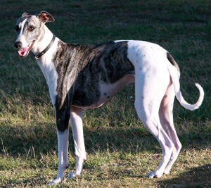 Hunderasse Greyhound