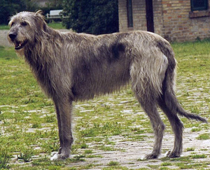Hunderasse Irischer Wolfshund (Irish Wolfhound)