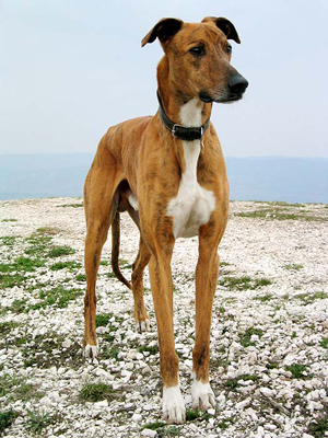Hunderasse Magyar Agar (Ungarischer Windhund)