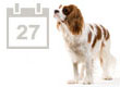 Hundeausstellungen